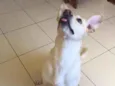 Dodô