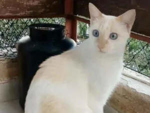 Gato raça srd bicolor idade 1 ano nome PRÍNCIPE 