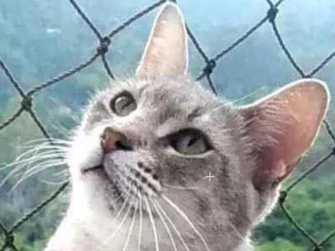Gato ra a srd idade 7 a 11 meses nome BÓRIS