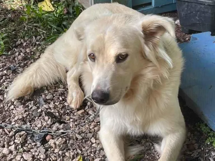 Cachorro ra a Golden Retriever idade 3 anos nome Loki