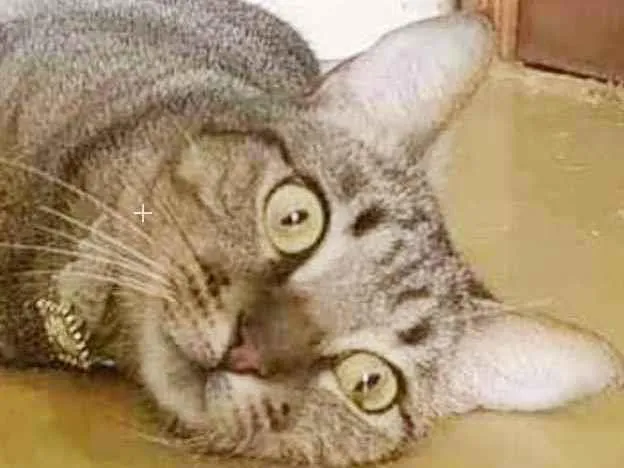 Gato ra a srd tricolor idade 1 ano nome M A Y A
