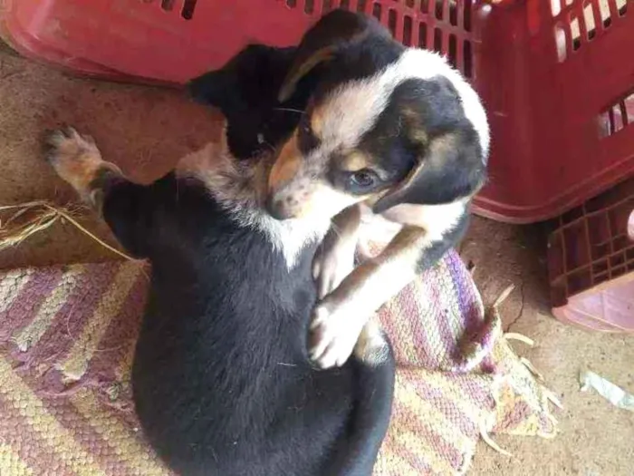 Cachorro ra a Vira lata idade 2 a 6 meses nome Sem nome ainda