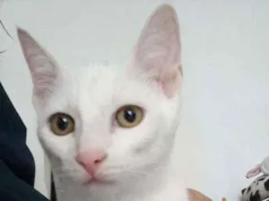 Gato raça srd bicolor idade 2 a 6 meses nome V O Y A G E