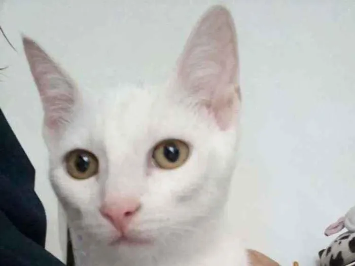Gato ra a srd bicolor idade 2 a 6 meses nome V O Y A G E