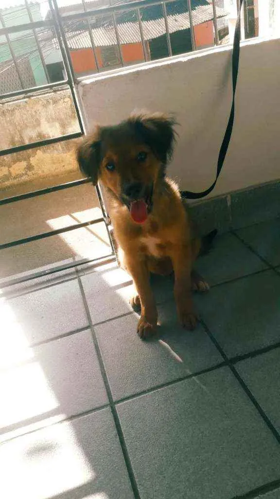 Cachorro ra a Vira-lata idade 2 a 6 meses nome Zeus