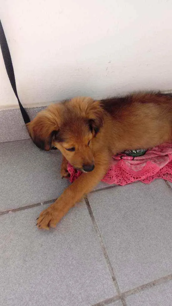 Cachorro ra a Vira-lata idade 2 a 6 meses nome Zeus