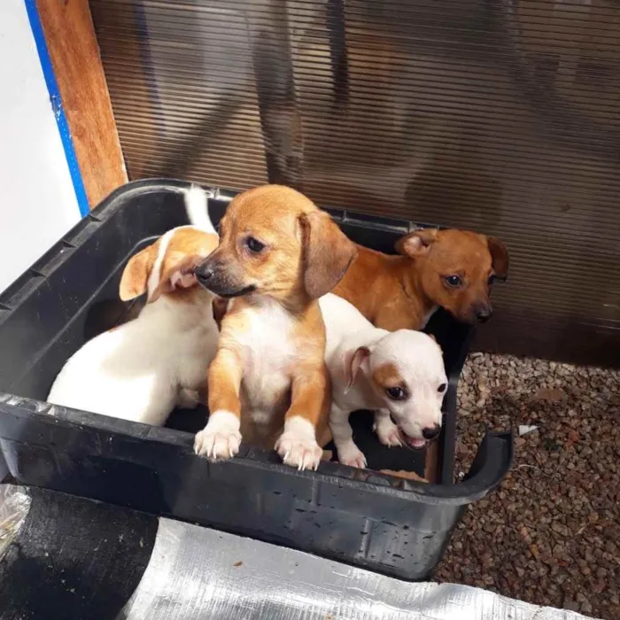 Cachorro ra a  idade 2 a 6 meses nome Não sei 