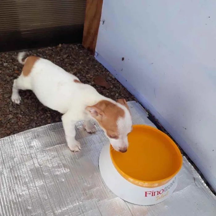 Cachorro ra a  idade 2 a 6 meses nome Não sei 