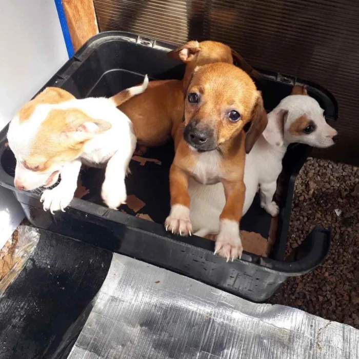 Cachorro ra a  idade 2 a 6 meses nome Não sei 