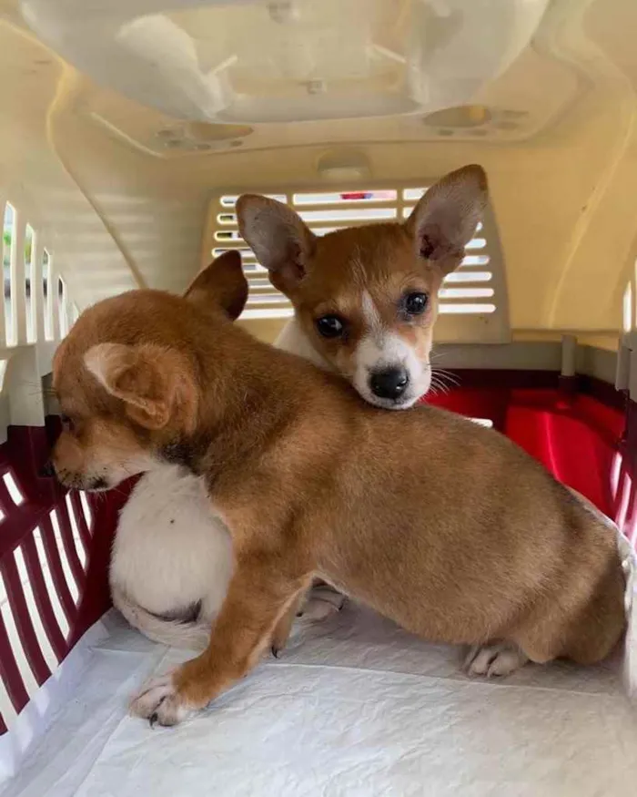 Cachorro ra a  idade 2 a 6 meses nome Não sei 