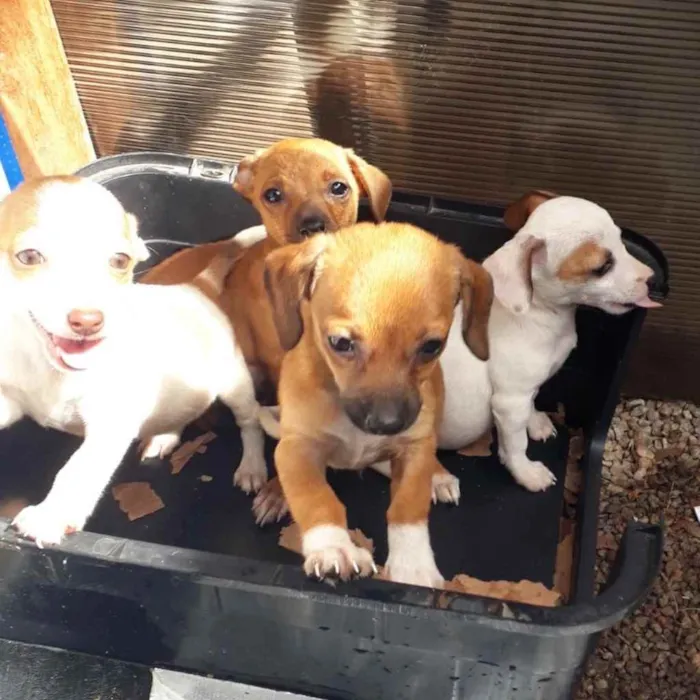 Cachorro ra a  idade 2 a 6 meses nome Não sei 