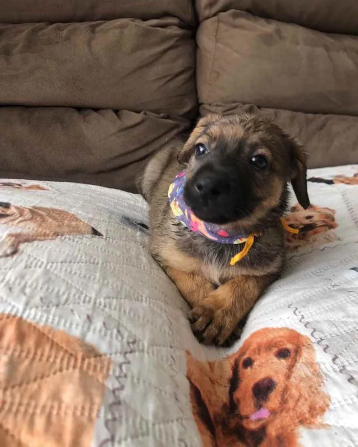 Cachorro ra a  idade 2 a 6 meses nome Não sei 