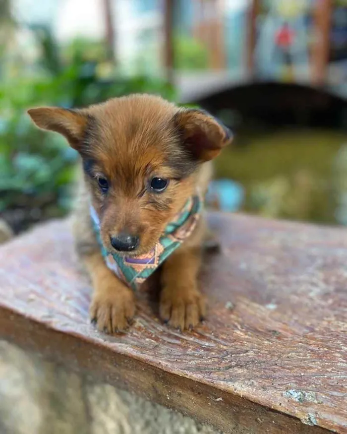 Cachorro ra a  idade 2 a 6 meses nome Não sei 