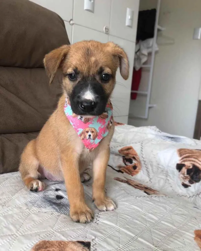 Cachorro ra a  idade 2 a 6 meses nome Não sei 