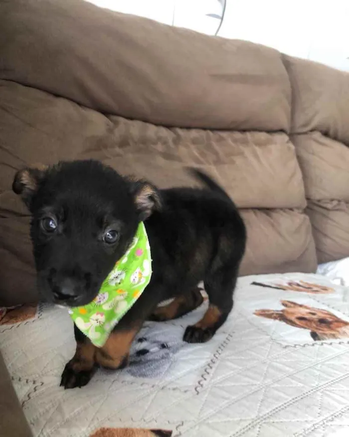 Cachorro ra a  idade 2 a 6 meses nome Não sei 