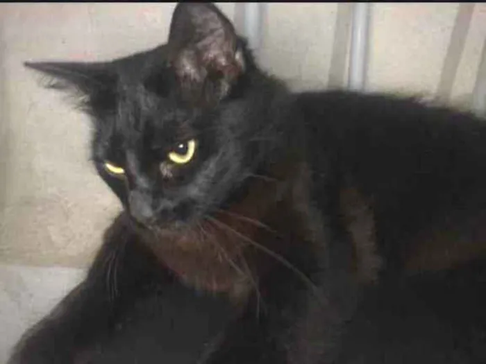 Gato raça Bombai  idade 2 anos nome Gato 