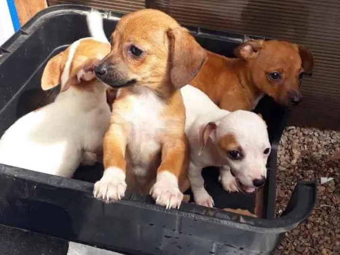 Cachorro ra a  idade 2 a 6 meses nome Não sei 