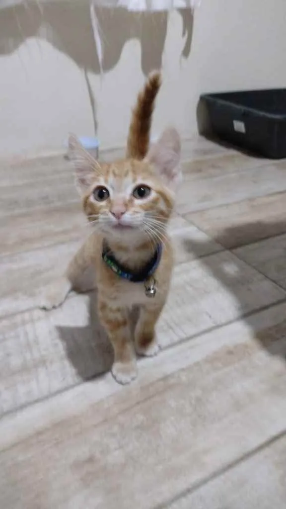 Gato ra a  idade 2 a 6 meses nome Léo 