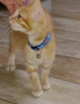 Léo 