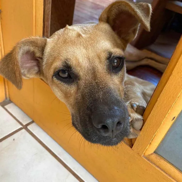 Cachorro ra a  idade 7 a 11 meses nome Madá 