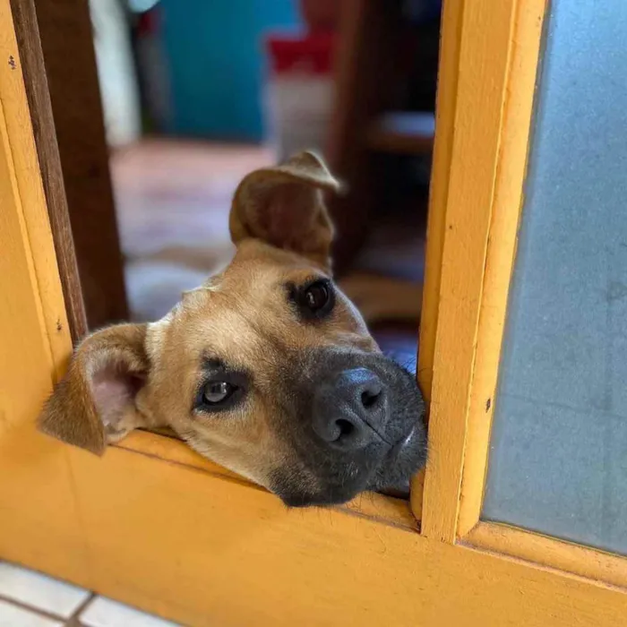 Cachorro ra a  idade 7 a 11 meses nome Madá 