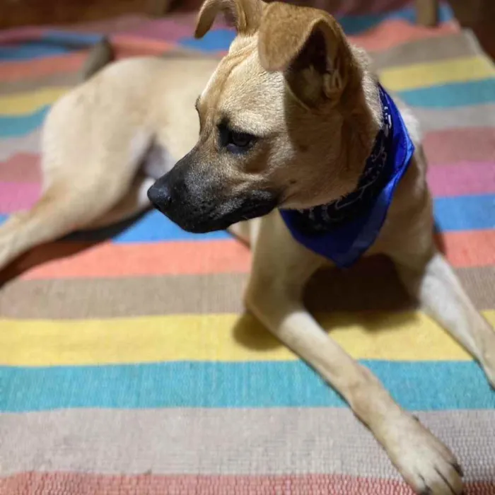 Cachorro ra a  idade 7 a 11 meses nome Madá 