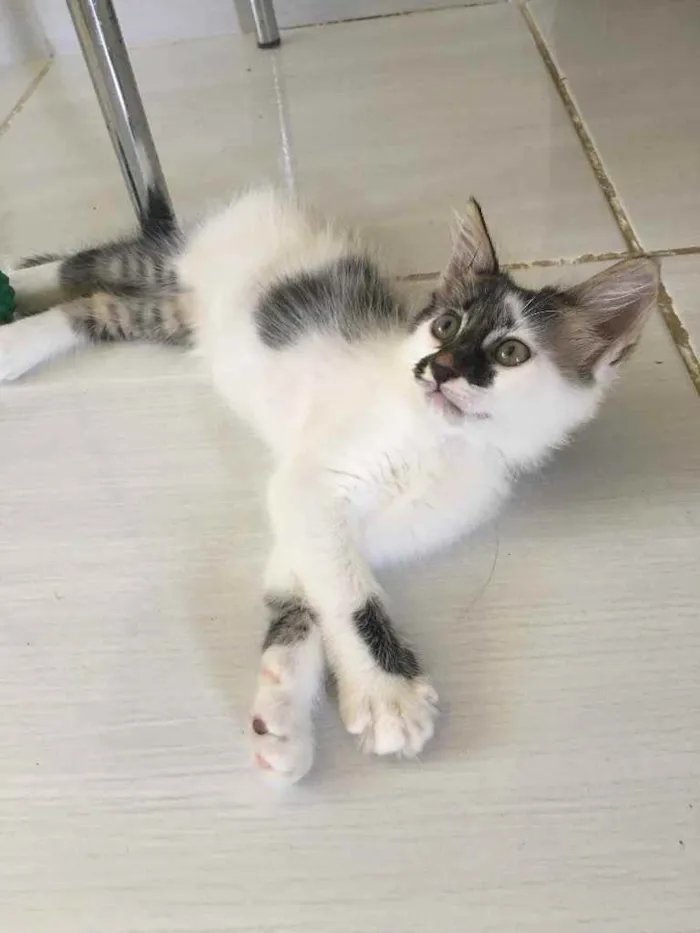 Gato ra a SRD idade 2 a 6 meses nome Sem nome 