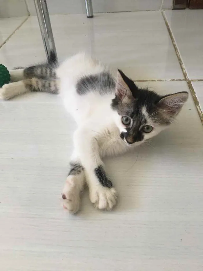 Gato ra a SRD idade 2 a 6 meses nome Sem nome 