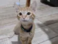 Léo 