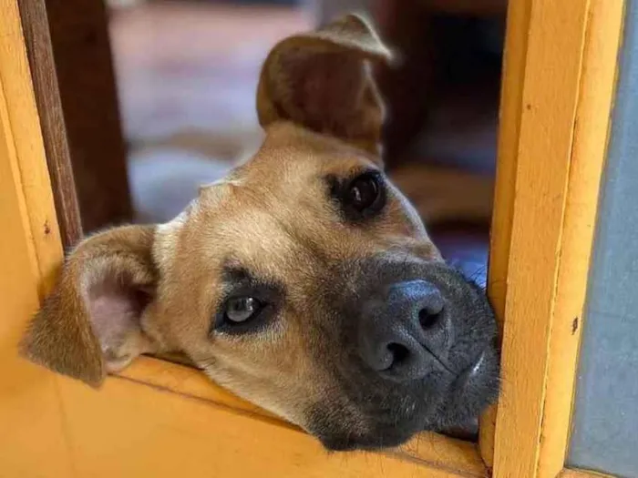 Cachorro ra a  idade 7 a 11 meses nome Madá 