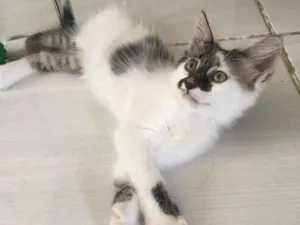 Gato raça SRD idade 2 a 6 meses nome Sem nome 
