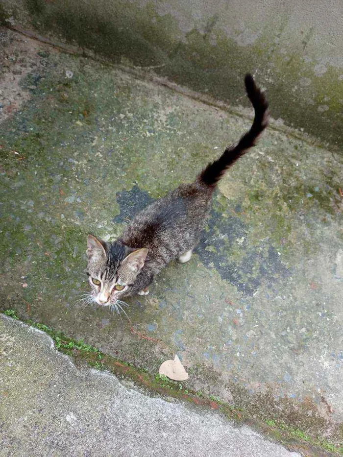 Gato ra a  idade 7 a 11 meses nome Lolita