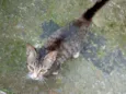 Lolita