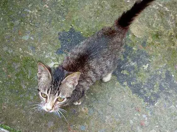 Gato ra a  idade 7 a 11 meses nome Lolita