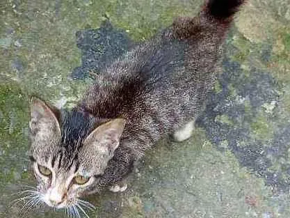 Gato ra a  idade 7 a 11 meses nome Lolita