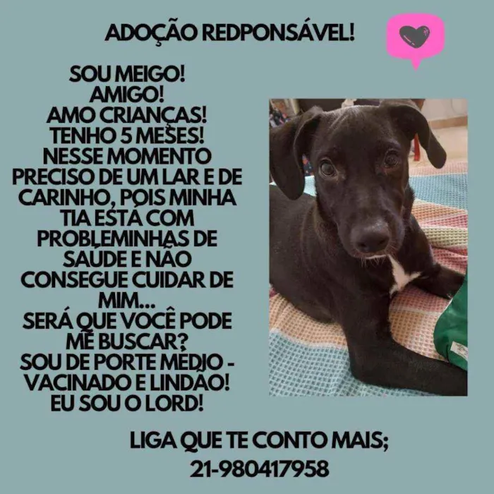 Cachorro ra a Srd idade 2 a 6 meses nome Lord