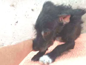 Cachorro raça Mestiça idade 7 a 11 meses nome Black