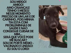 Cachorro raça Srd idade 2 a 6 meses nome Lord