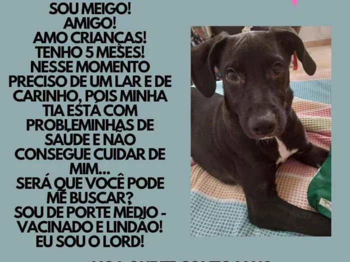 Cachorro ra a Srd idade 2 a 6 meses nome Lord