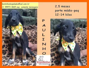 Cachorro raça SRD idade 2 a 6 meses nome Paulinho