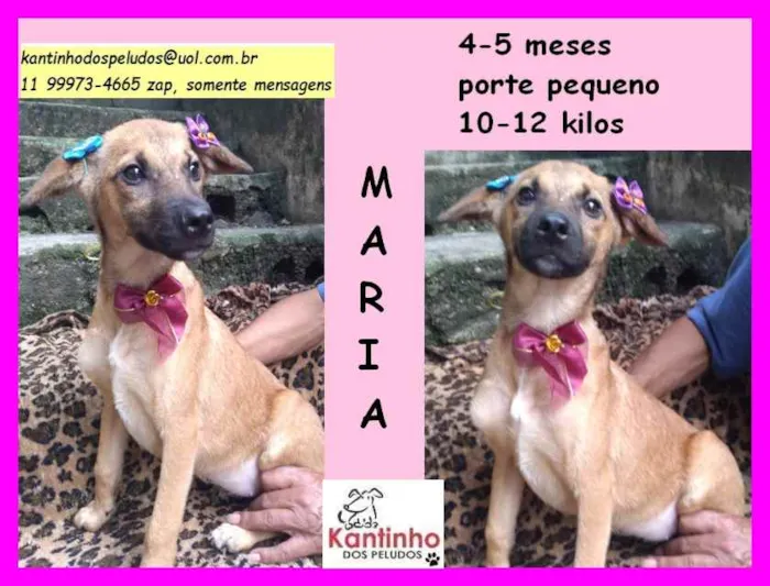 Cachorro raça SRD idade 2 a 6 meses nome Maria