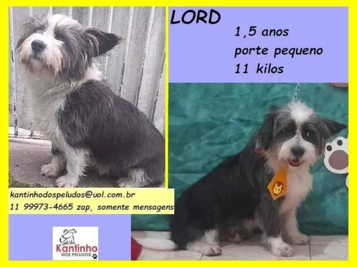 Cachorro raça SRD idade 1 ano nome Lord