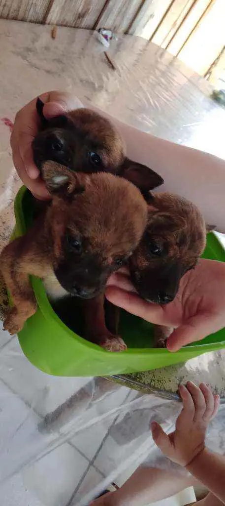 Cachorro ra a  idade 2 a 6 meses nome Não sei