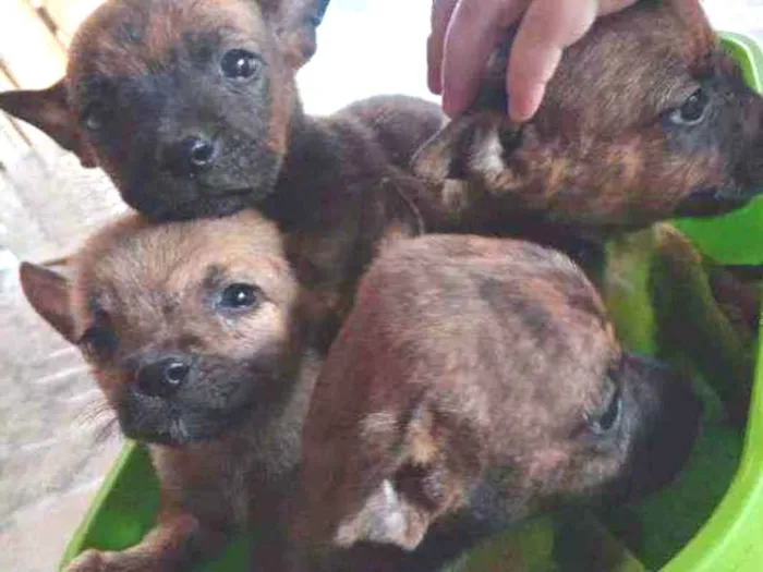 Cachorro ra a  idade 2 a 6 meses nome Não sei