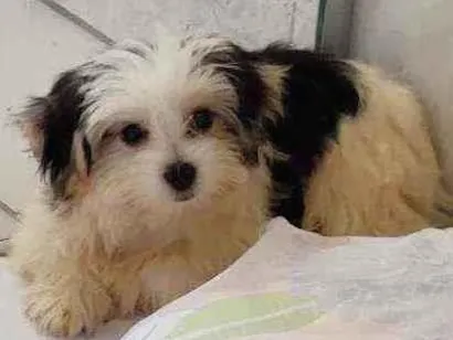 Cachorro raça Yorkshire branco e preto idade 2 a 6 meses nome Pipoca