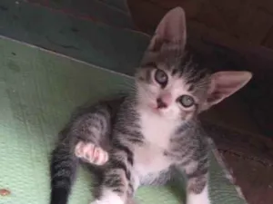 Gato raça SRD idade Abaixo de 2 meses nome Sem Nome