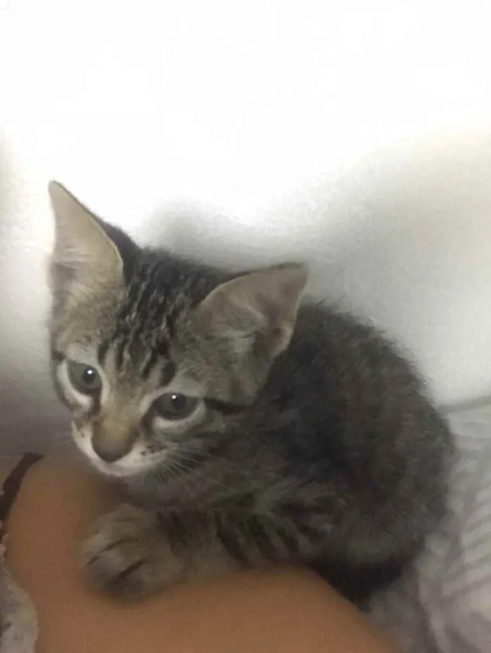 Gato ra a  idade Abaixo de 2 meses nome Cinza 