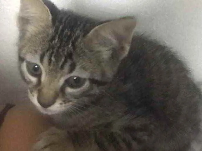 Gato ra a  idade Abaixo de 2 meses nome Cinza 