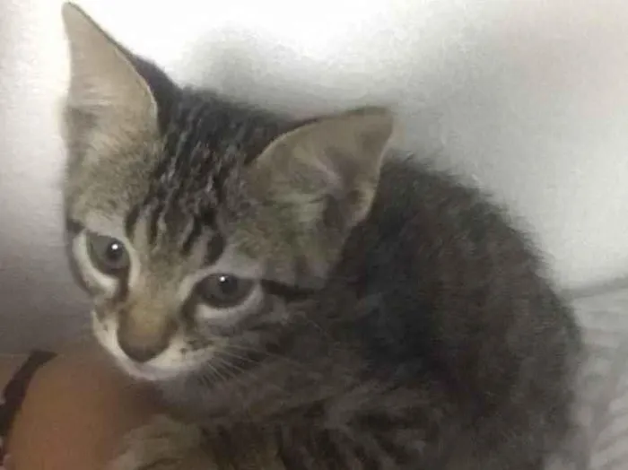 Gato ra a  idade Abaixo de 2 meses nome Cinza 