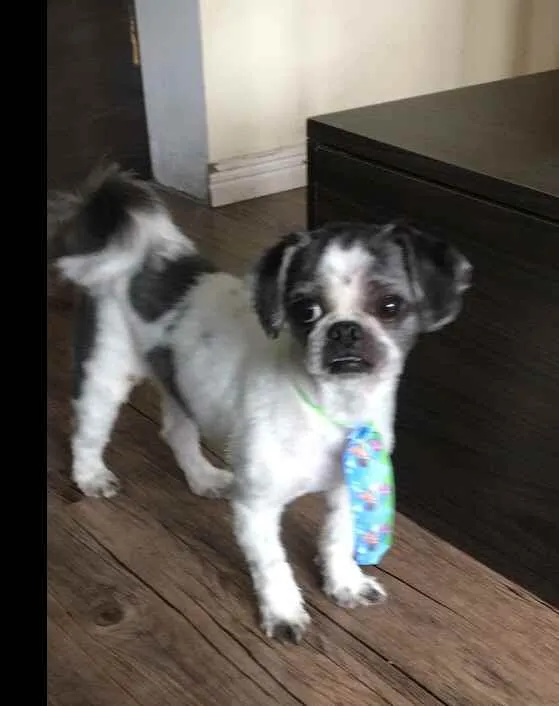 Cachorro ra a Shitzu  idade 4 anos nome Logan 